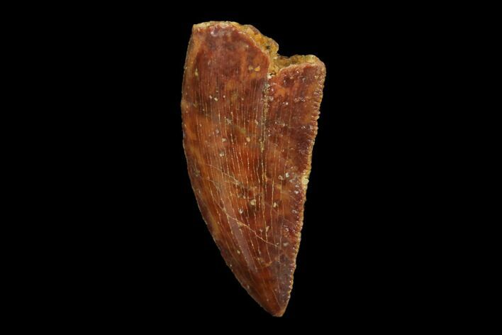 Serrated, Raptor Tooth - Real Dinosaur Tooth #94106